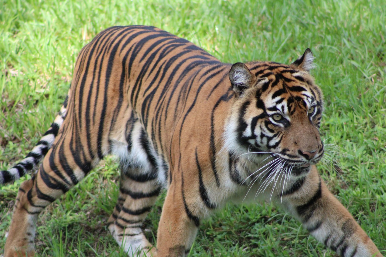 Leeloo the Sumatran Tiger (P. t. sondaica / “sumatrae”)