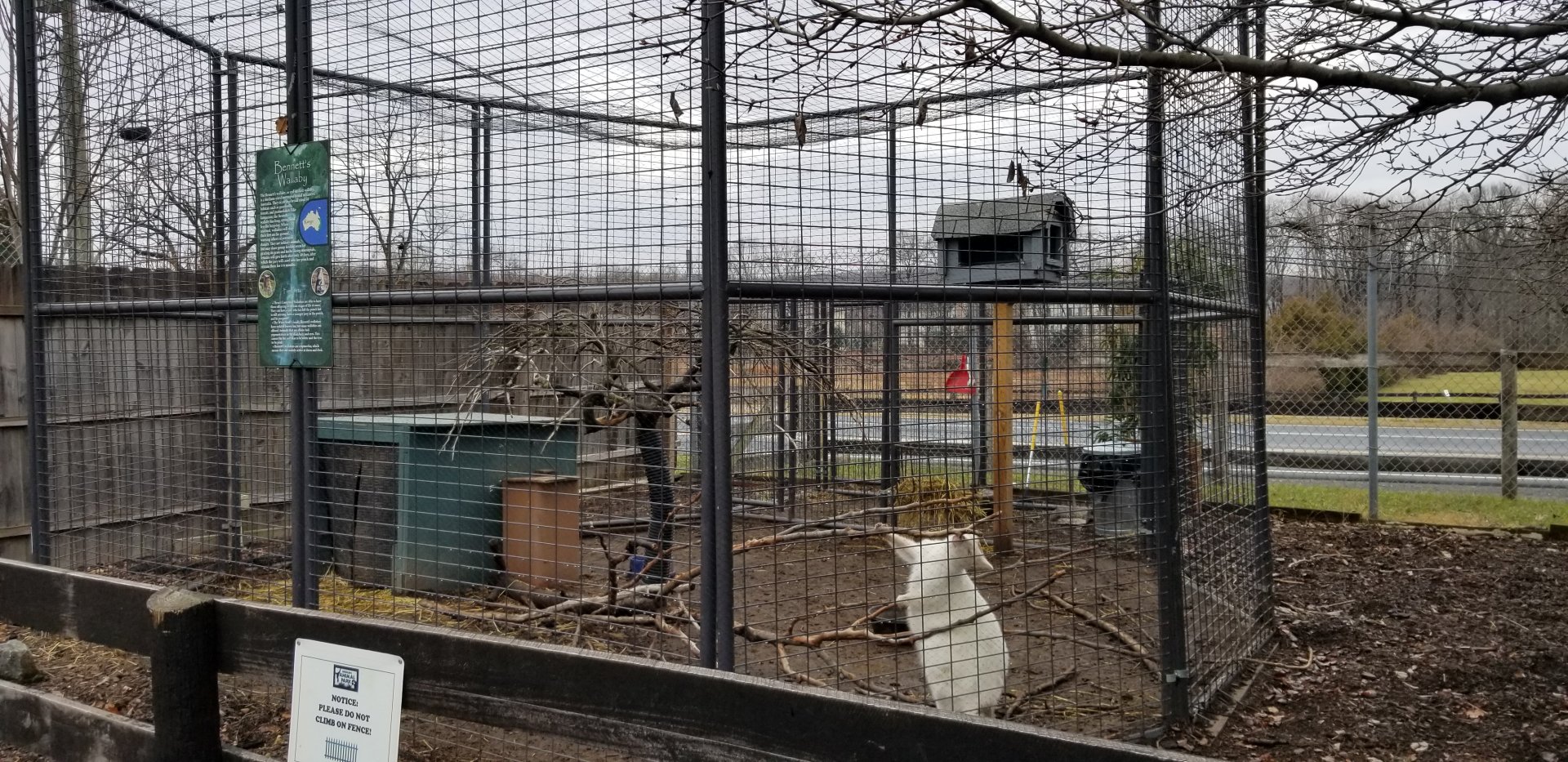 Leesburg Animal Park - bennett's wallaby