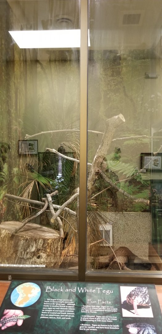 Leesburg Animal Park - black and white tegu