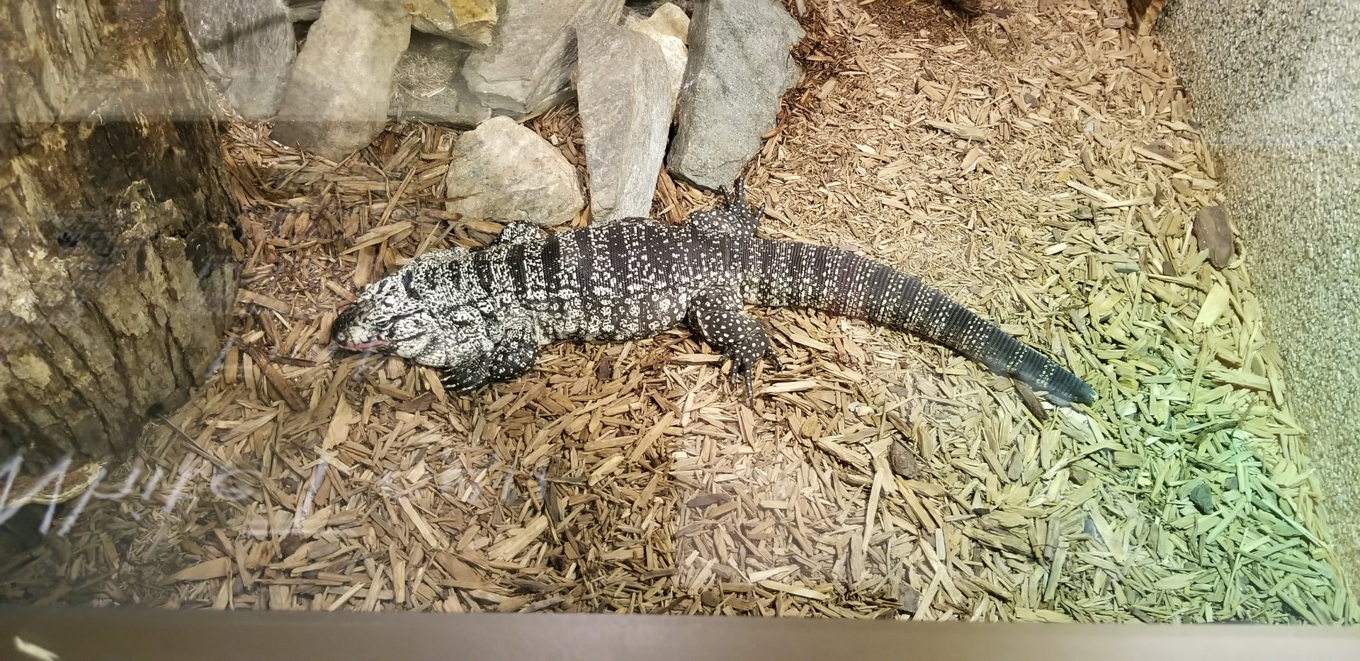 Leesburg Animal Park - black and white tegu
