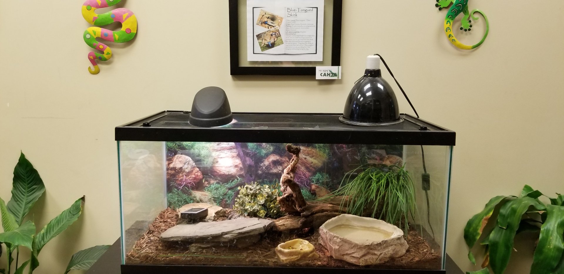 Leesburg Animal Park - blue tongued skink