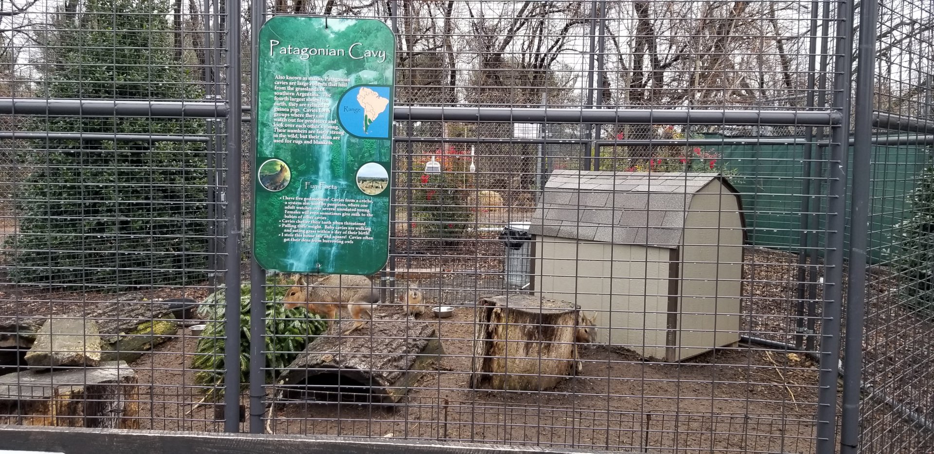 Leesburg Animal Park - cavy