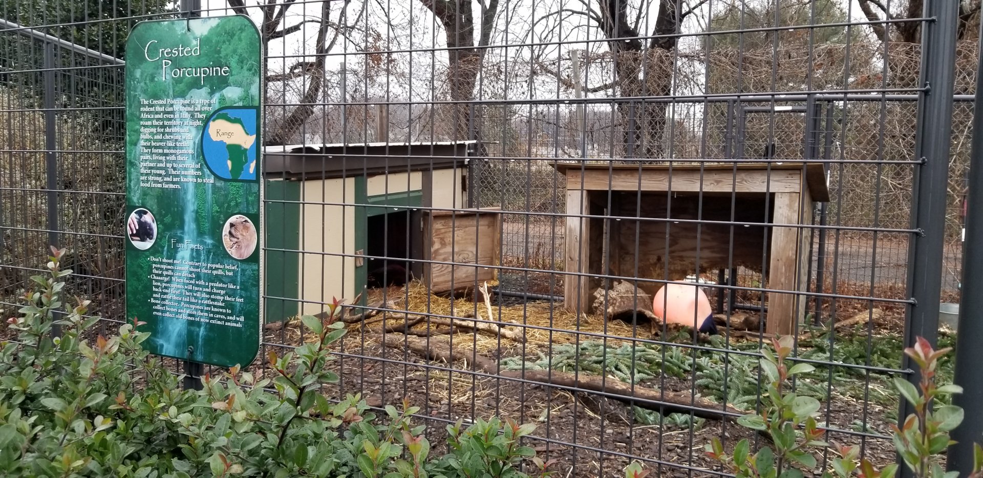 Leesburg Animal Park - crested porcupine