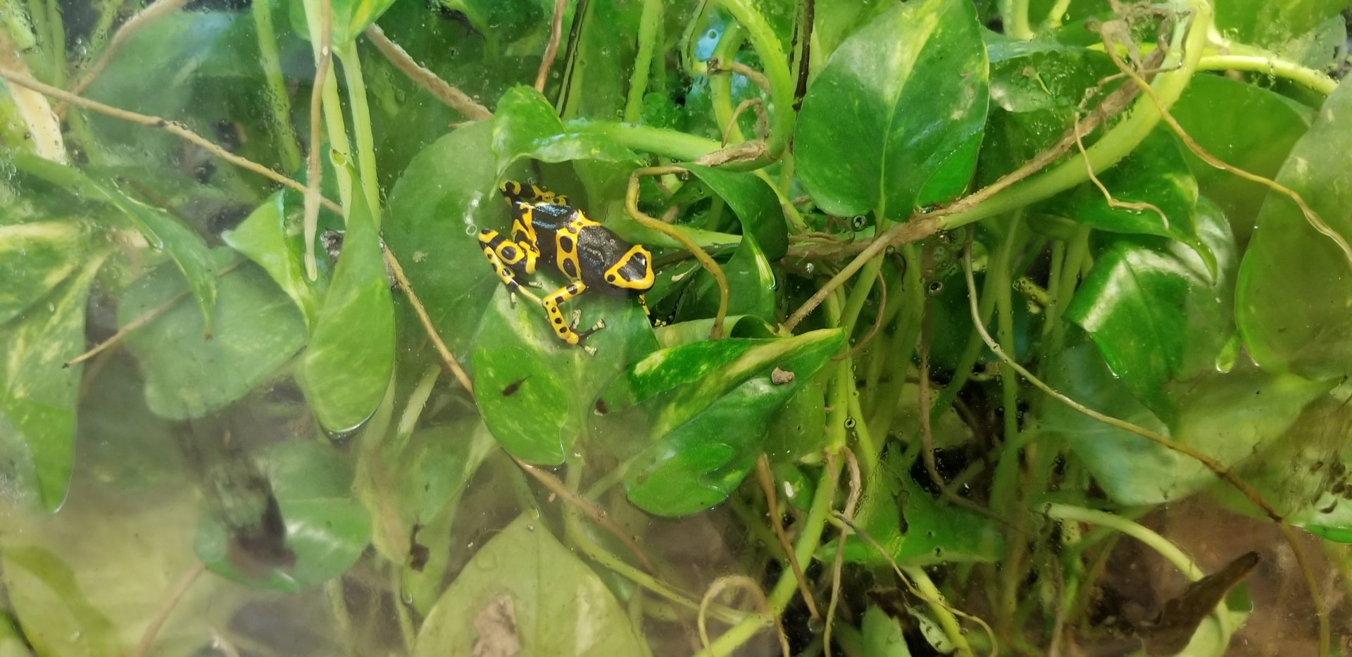 Leesburg Animal Park - dart frog