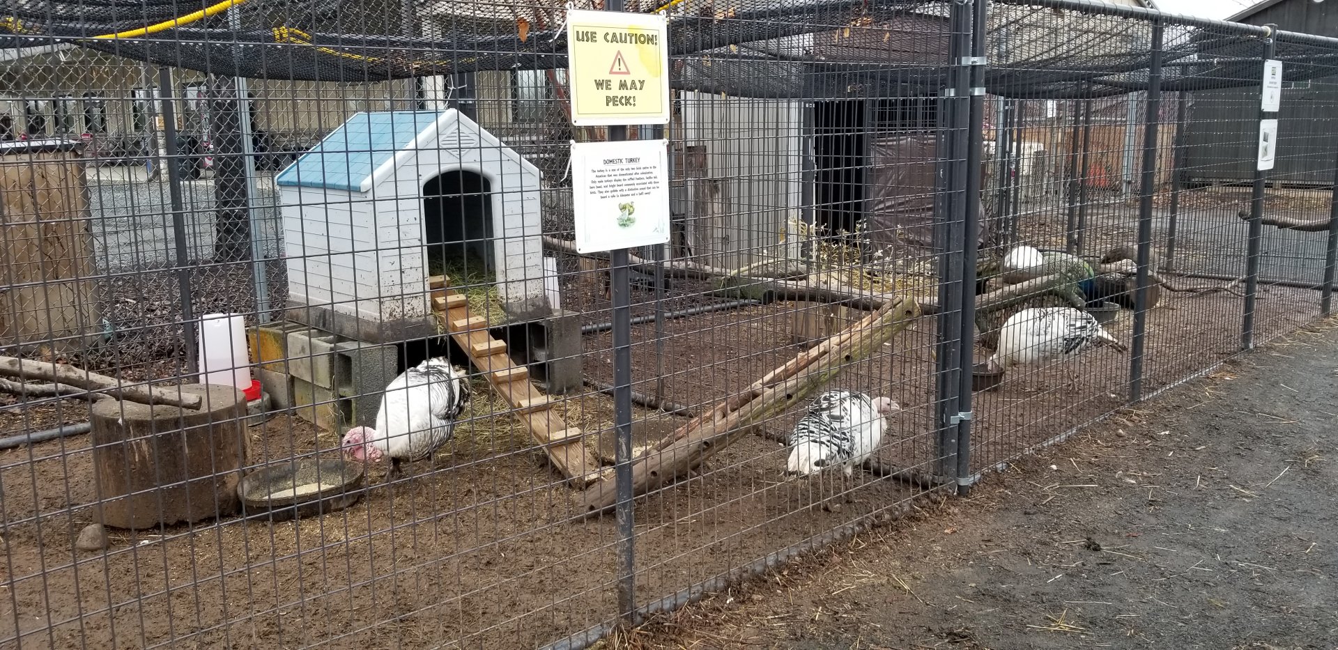 Leesburg Animal Park - domestic turkeys