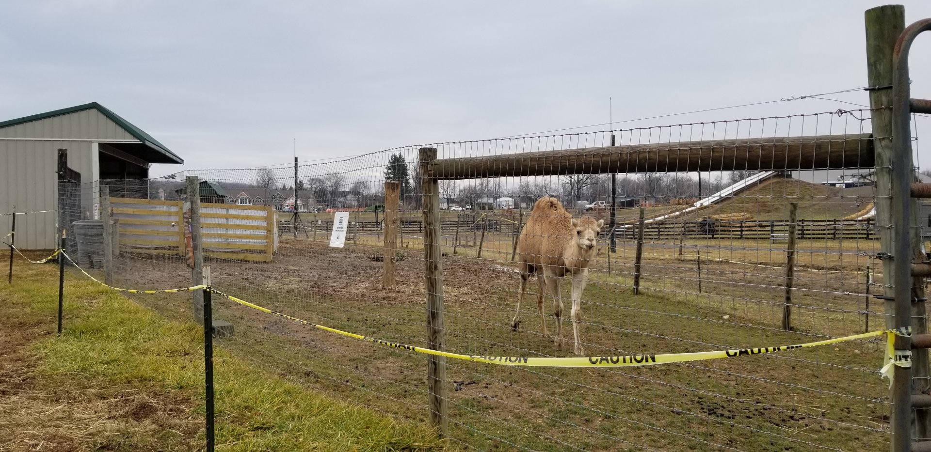 Leesburg Animal Park - dromedary camels