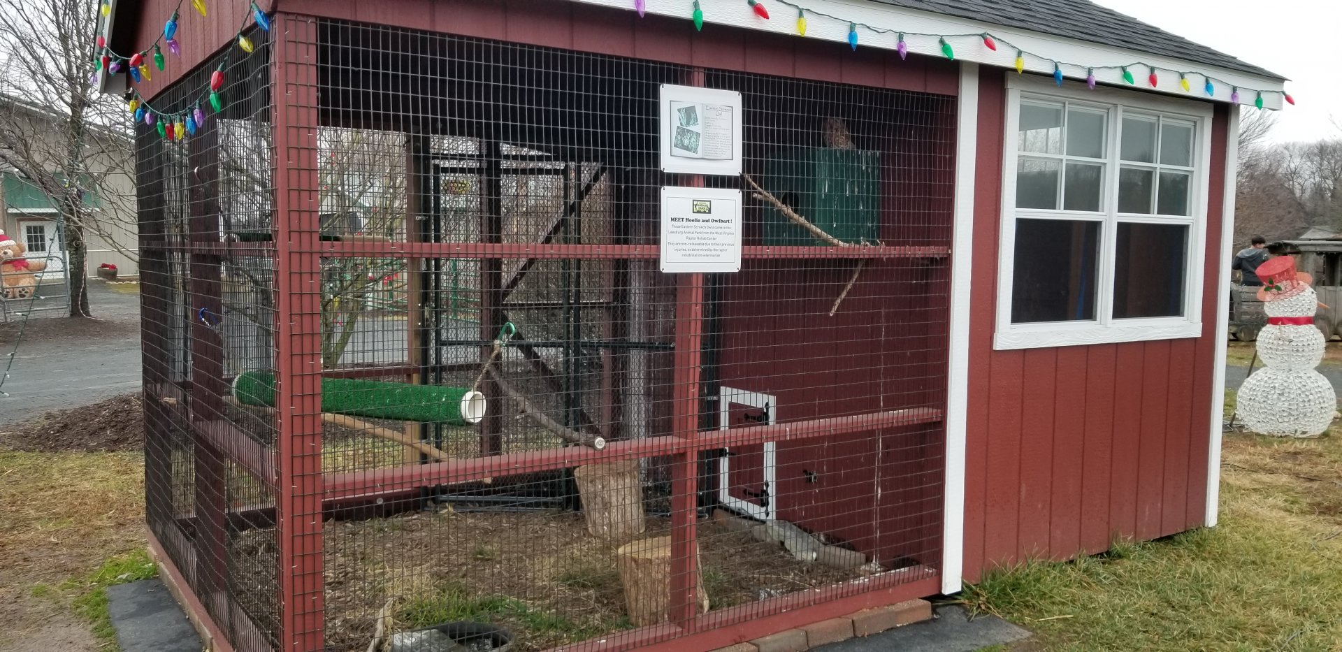 Leesburg Animal Park - eastern screech owl