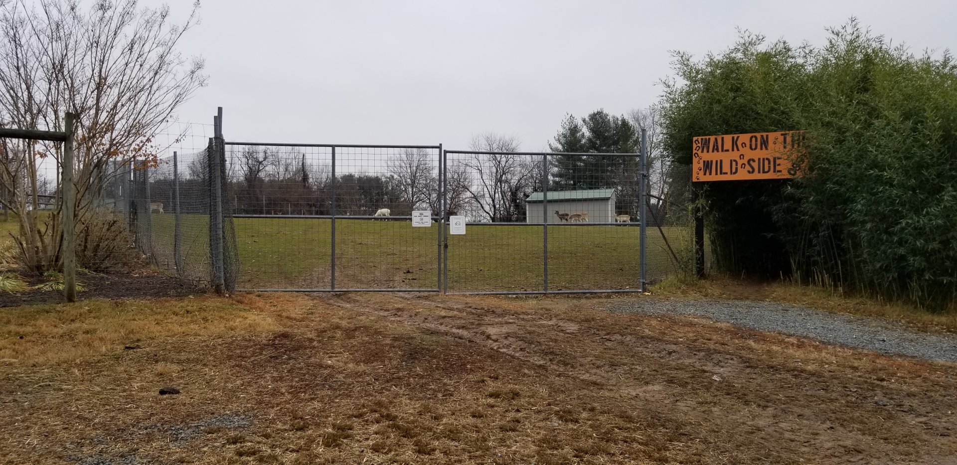 Leesburg Animal Park - fallow deer