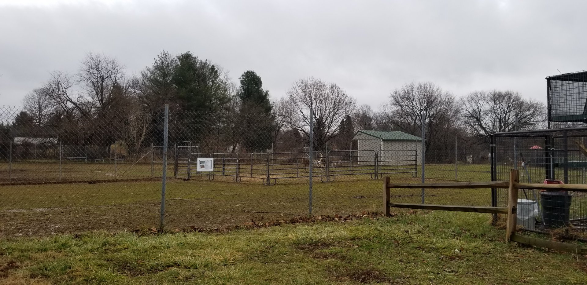 Leesburg Animal Park - front is male nilgai, far yard is fallow deer, llama, female nilgai