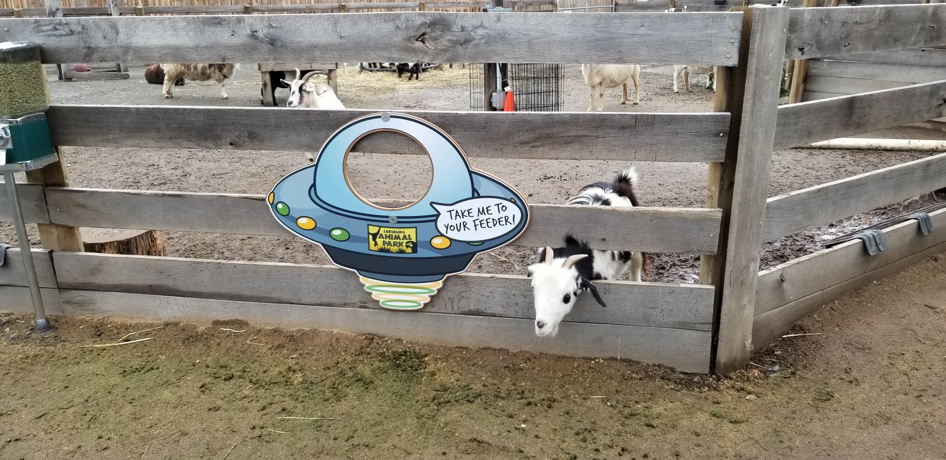 Leesburg Animal Park - goat