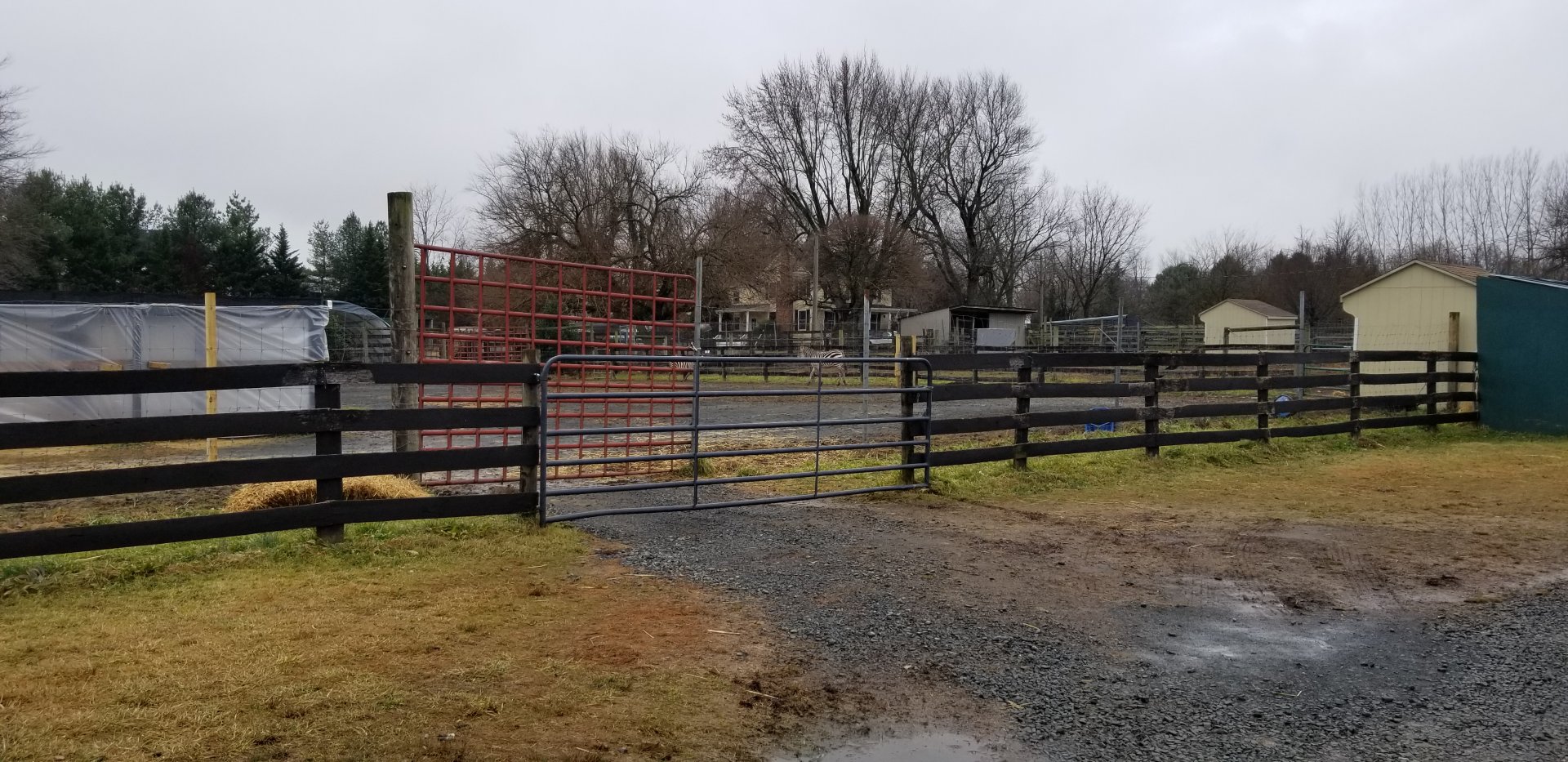 Leesburg Animal Park - Grant's Zebra