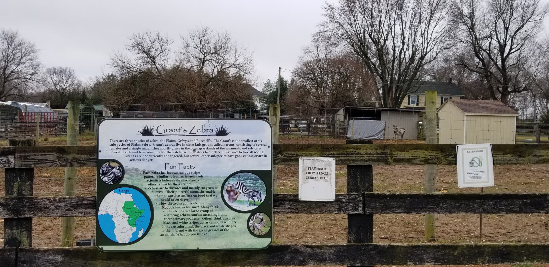 Leesburg Animal Park - Grant's Zebra