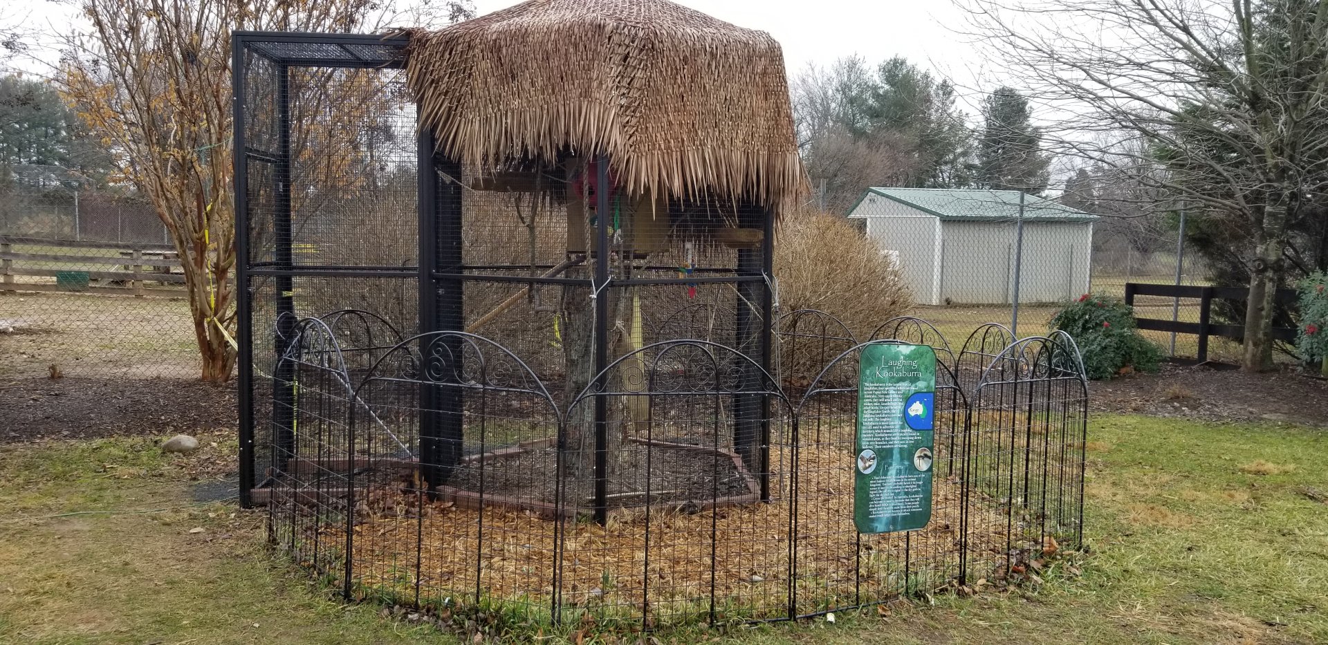 Leesburg Animal Park - Kookaburra