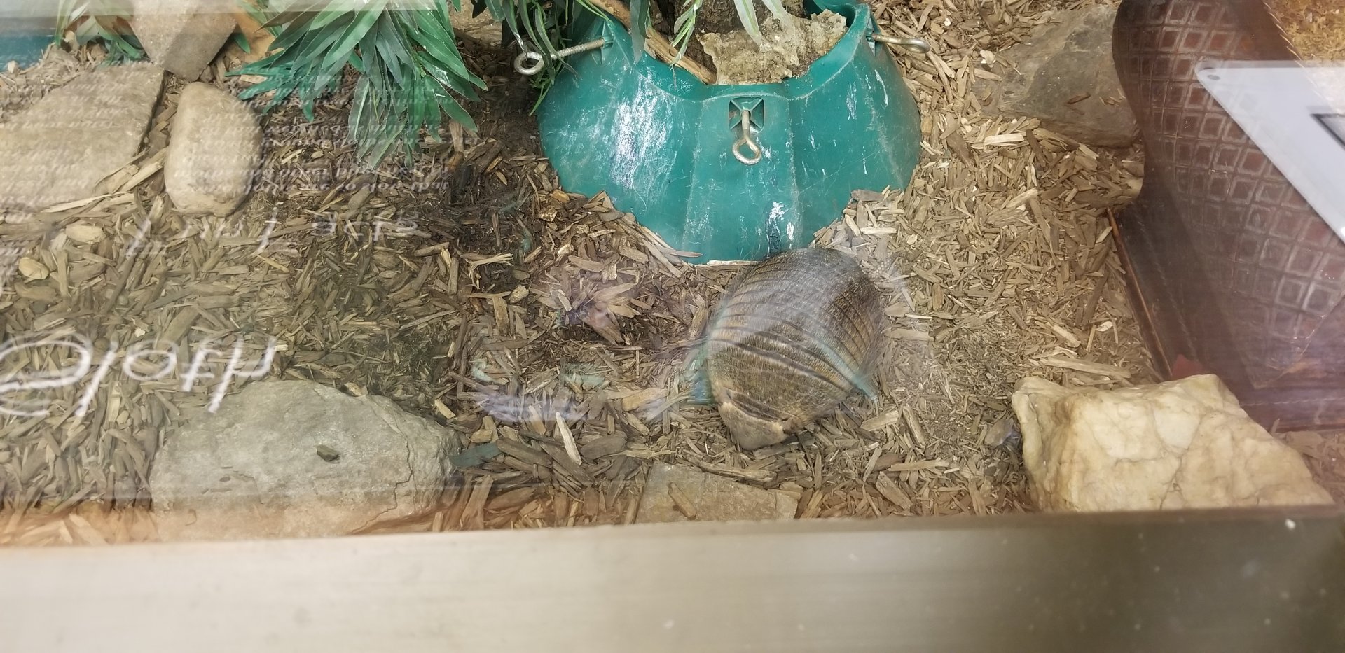 Leesburg Animal Park - large hairy armadillo
