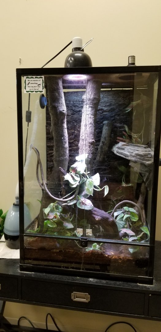 Leesburg Animal Park - leaftailed gecko