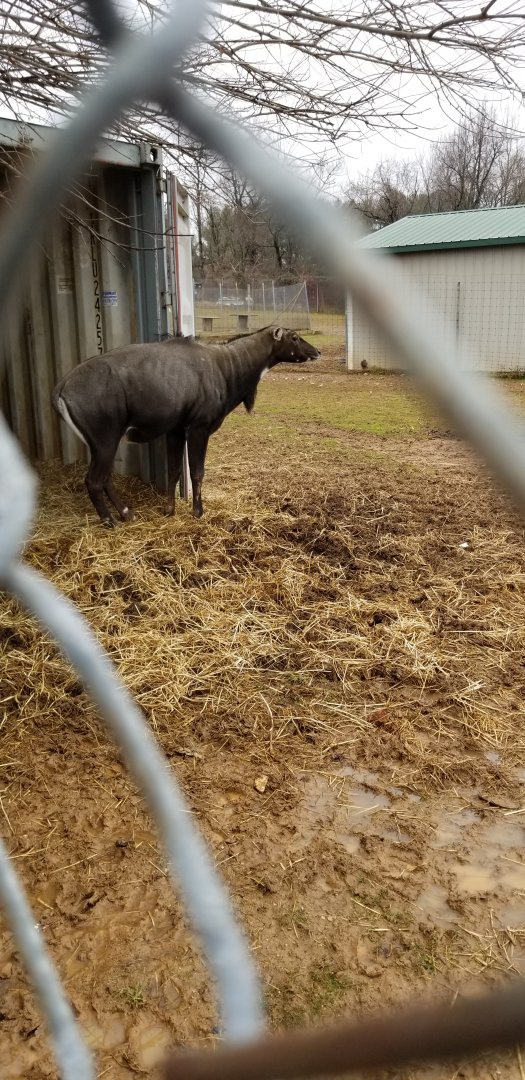 Leesburg Animal Park - nilgai male