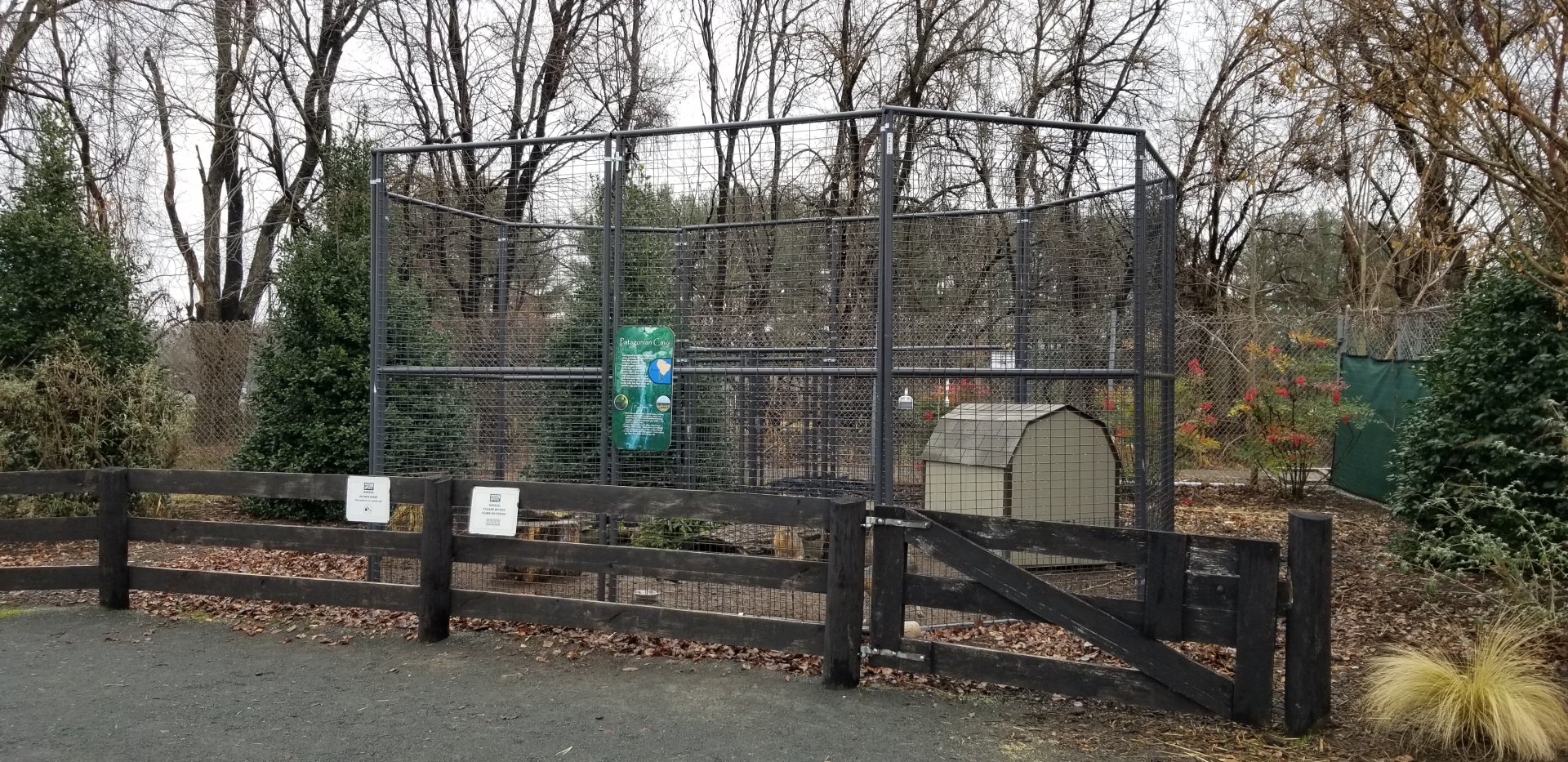 Leesburg Animal Park - patagonian cavy