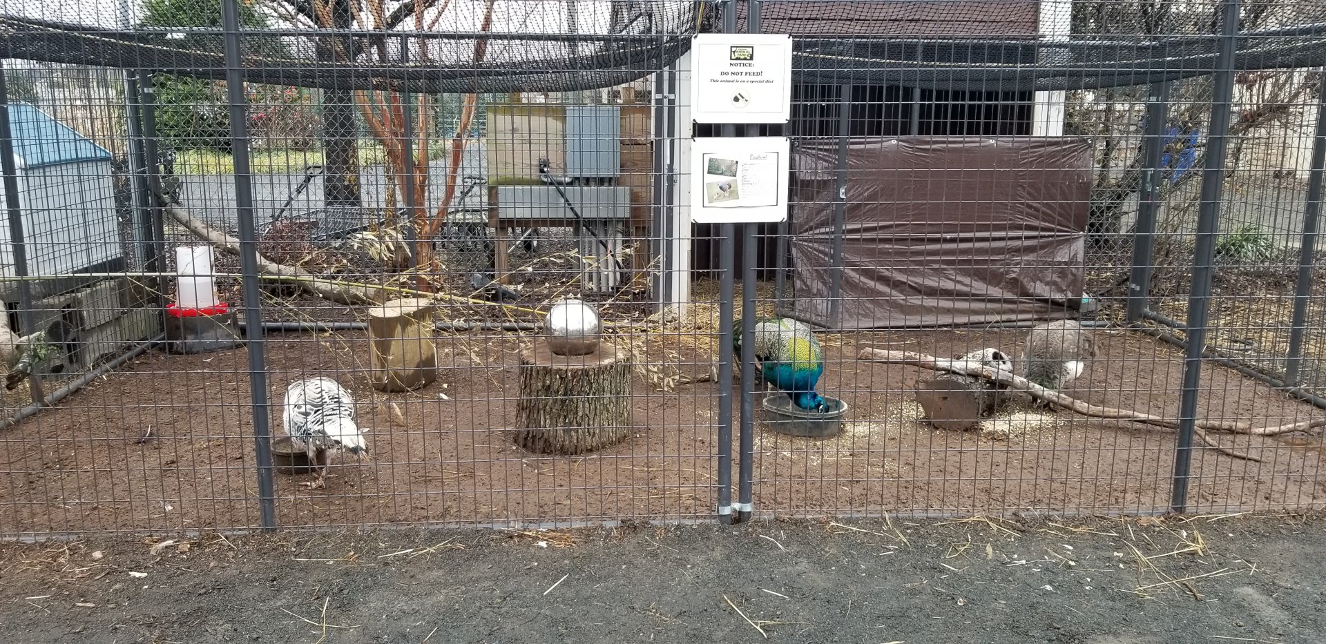 Leesburg Animal Park - peafowl