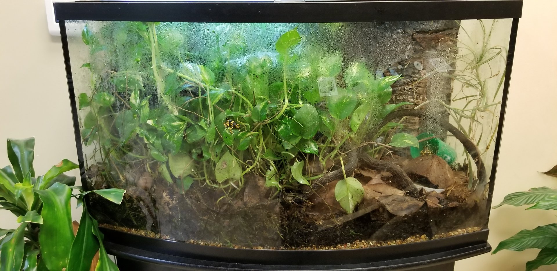 Leesburg Animal Park - poison dart frogs