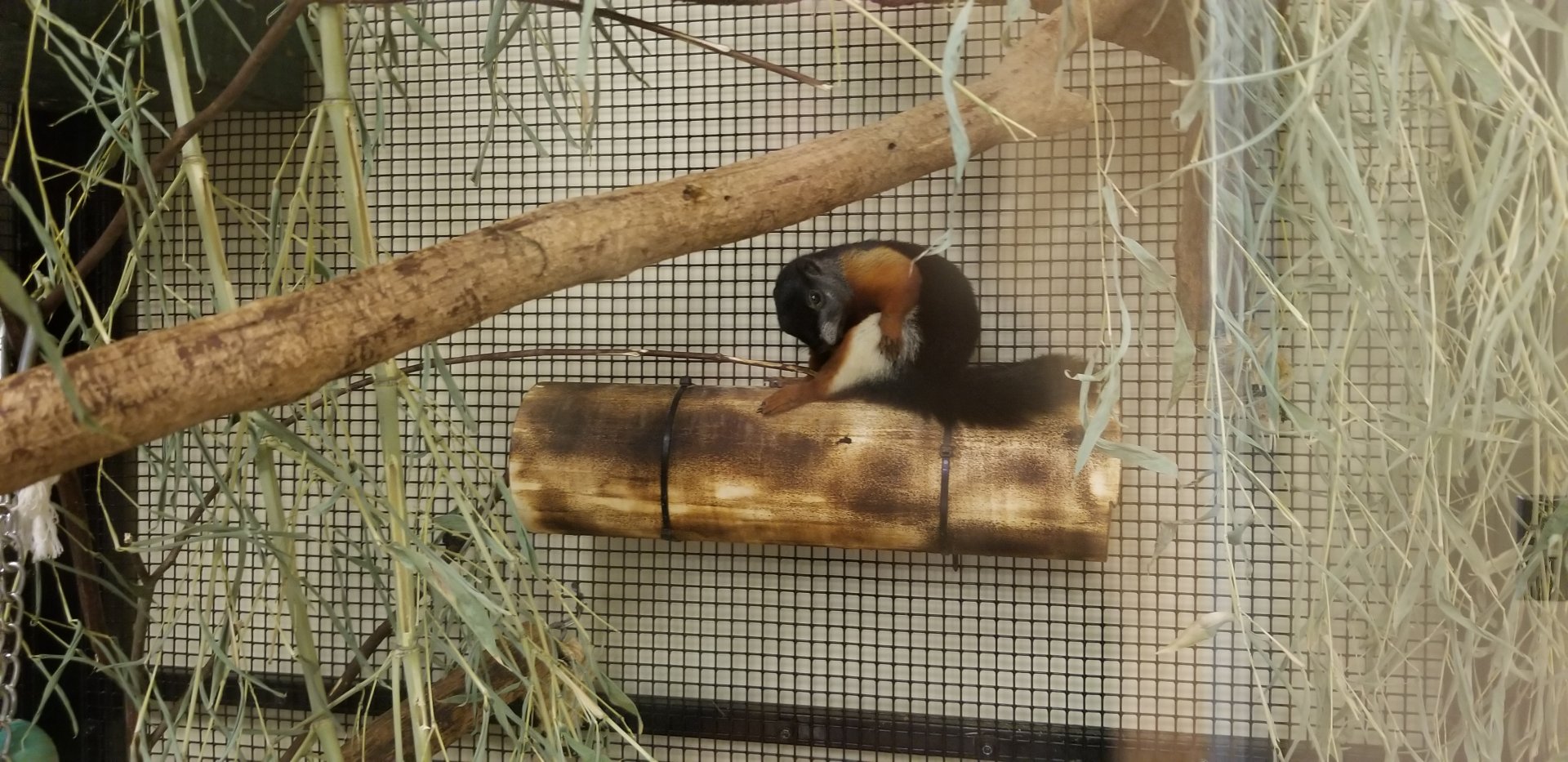 Leesburg Animal Park - prevost squirrel