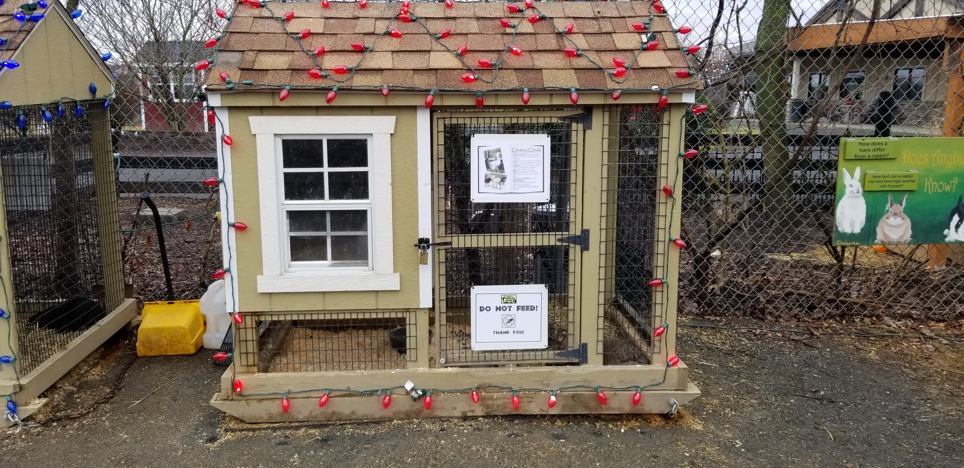 Leesburg Animal Park - Rabbits (2 larger ones, not chicks)