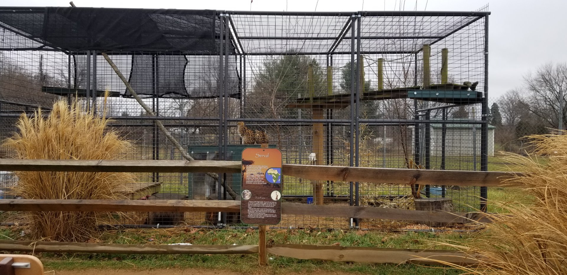 Leesburg Animal Park - Servals