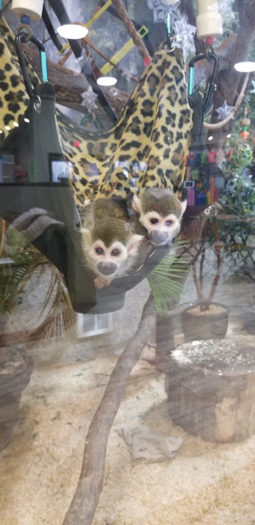 Leesburg Animal Park - squirrel monkeys