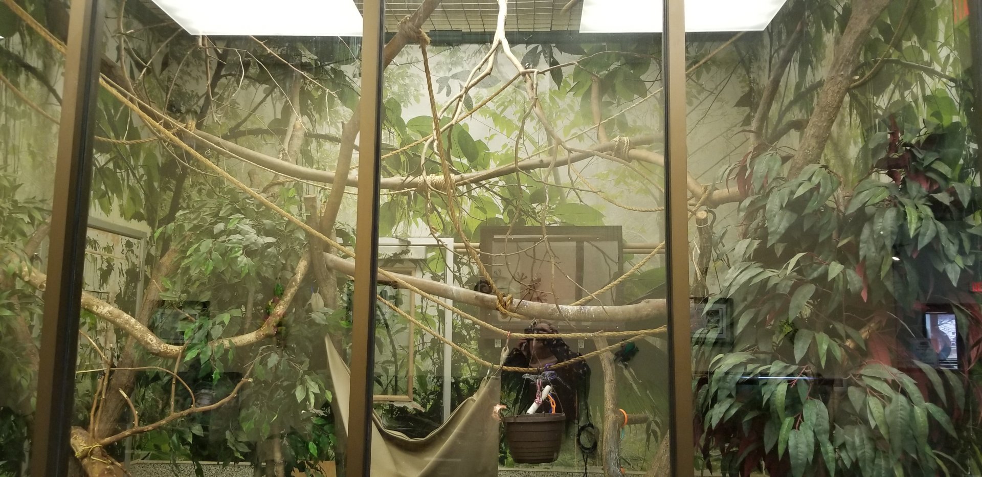 Leesburg Animal Park - two-toed sloth (unspecified), green aracari, red-footed tortoise, large hairy armadillo