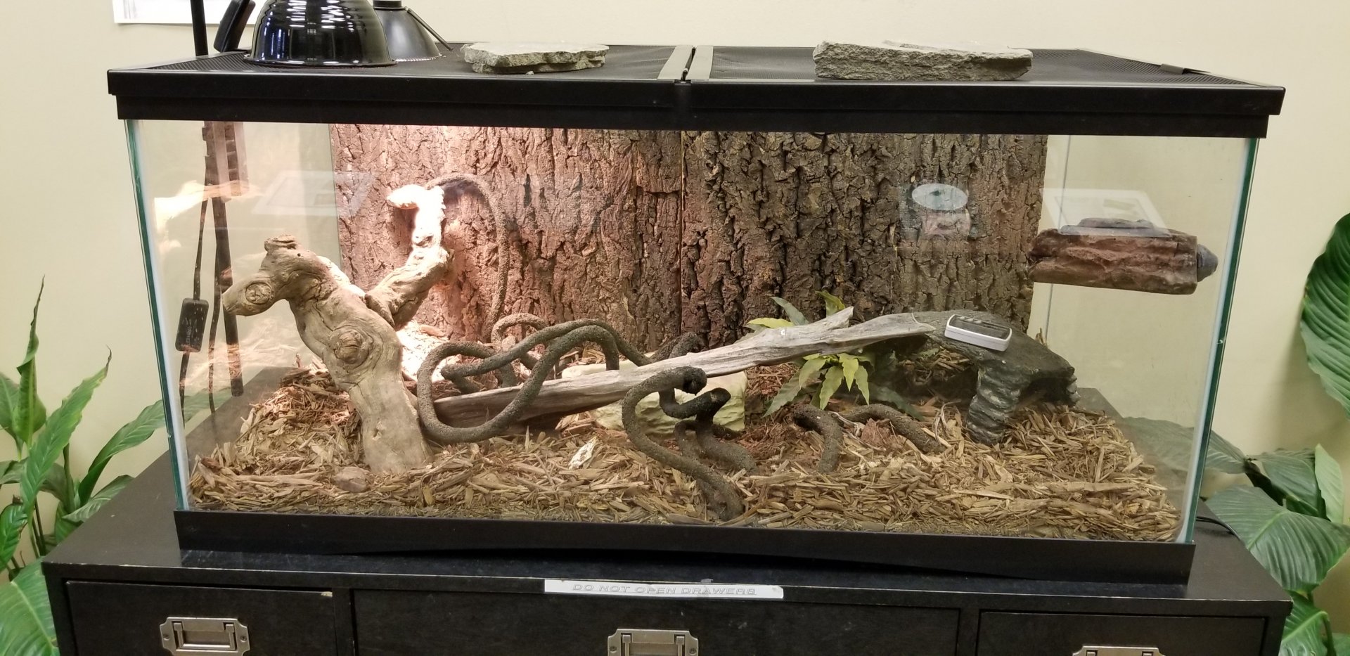 Leesburg Animal Park - western forest egg eater