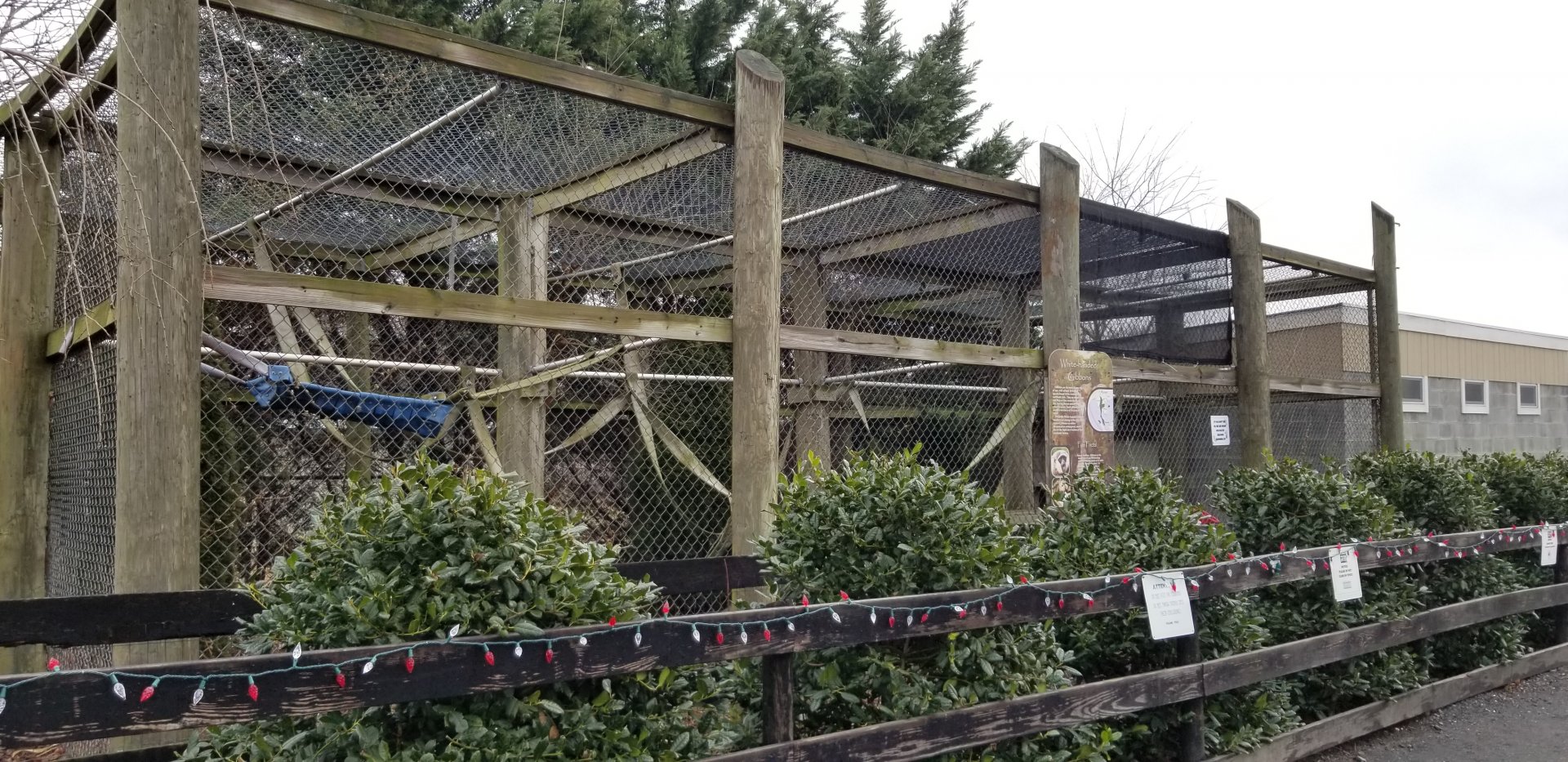 Leesburg Animal Park - white-handed gibbons