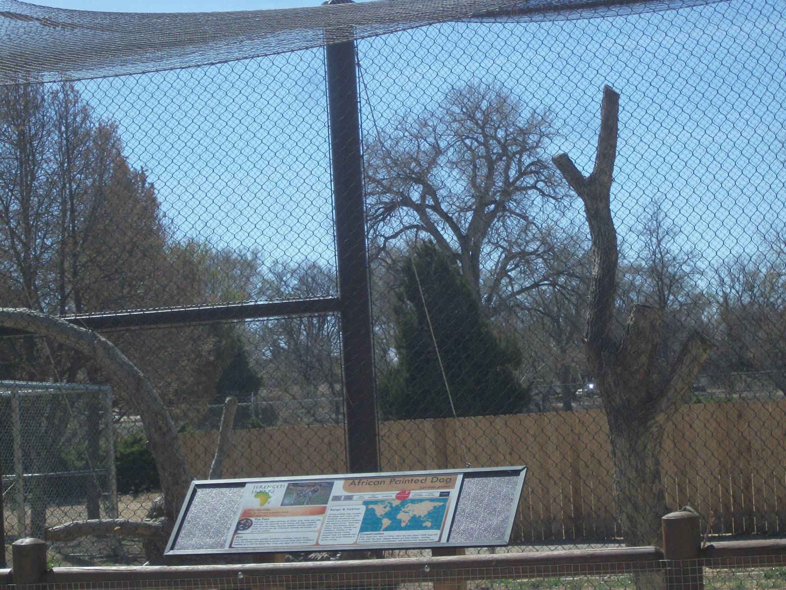 Left Africn Wild Dogs