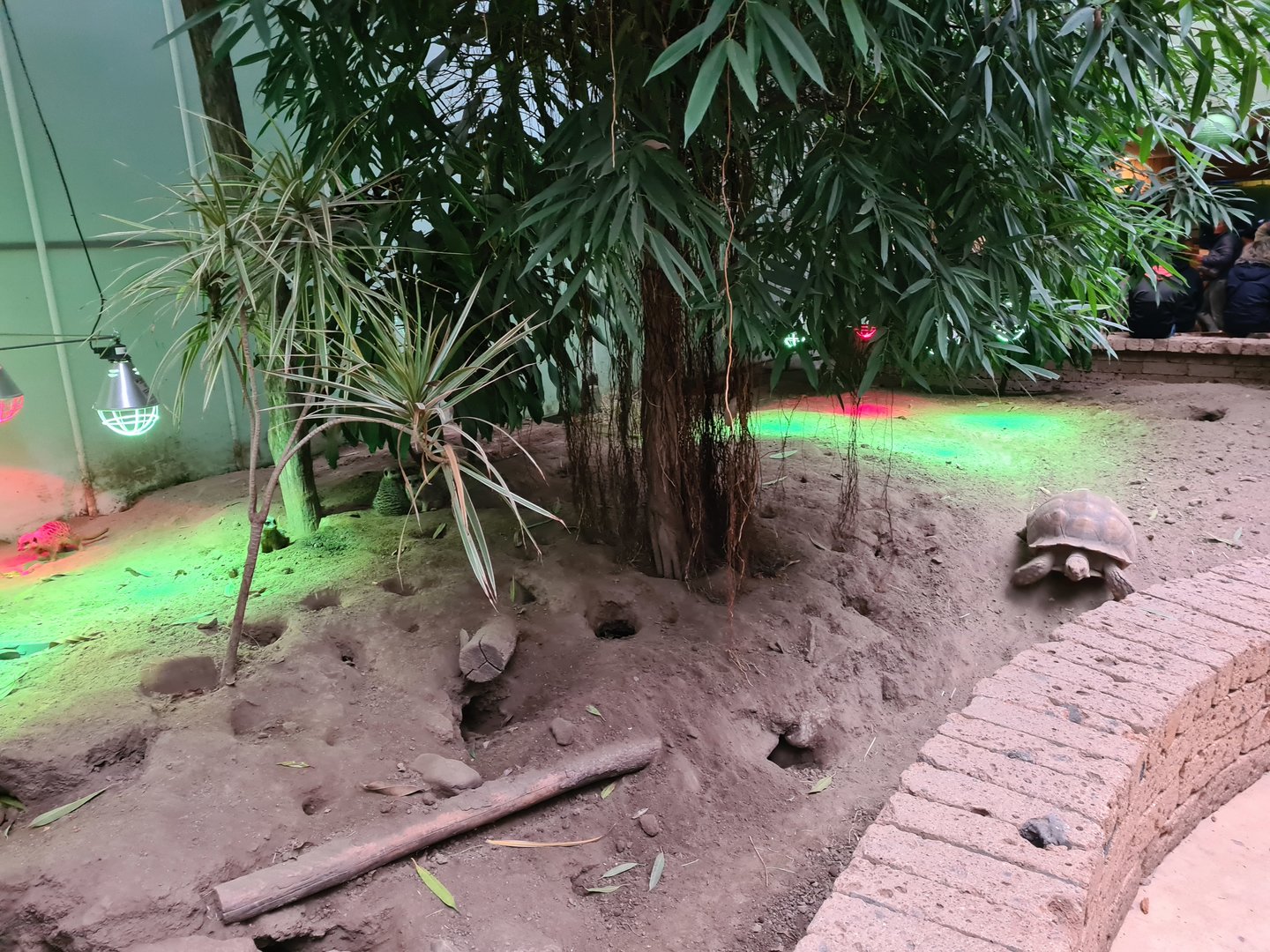 Left half of Meerkat/Spurred tortoise enclosure