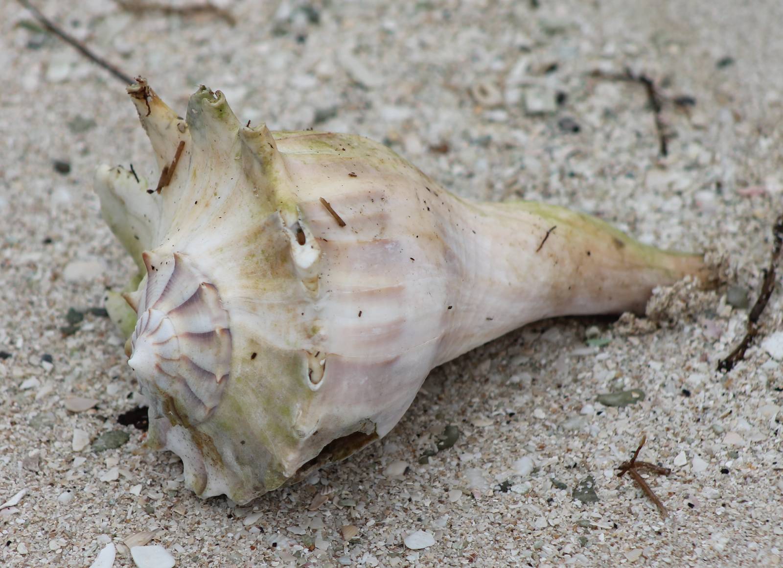 Left-handed whelk