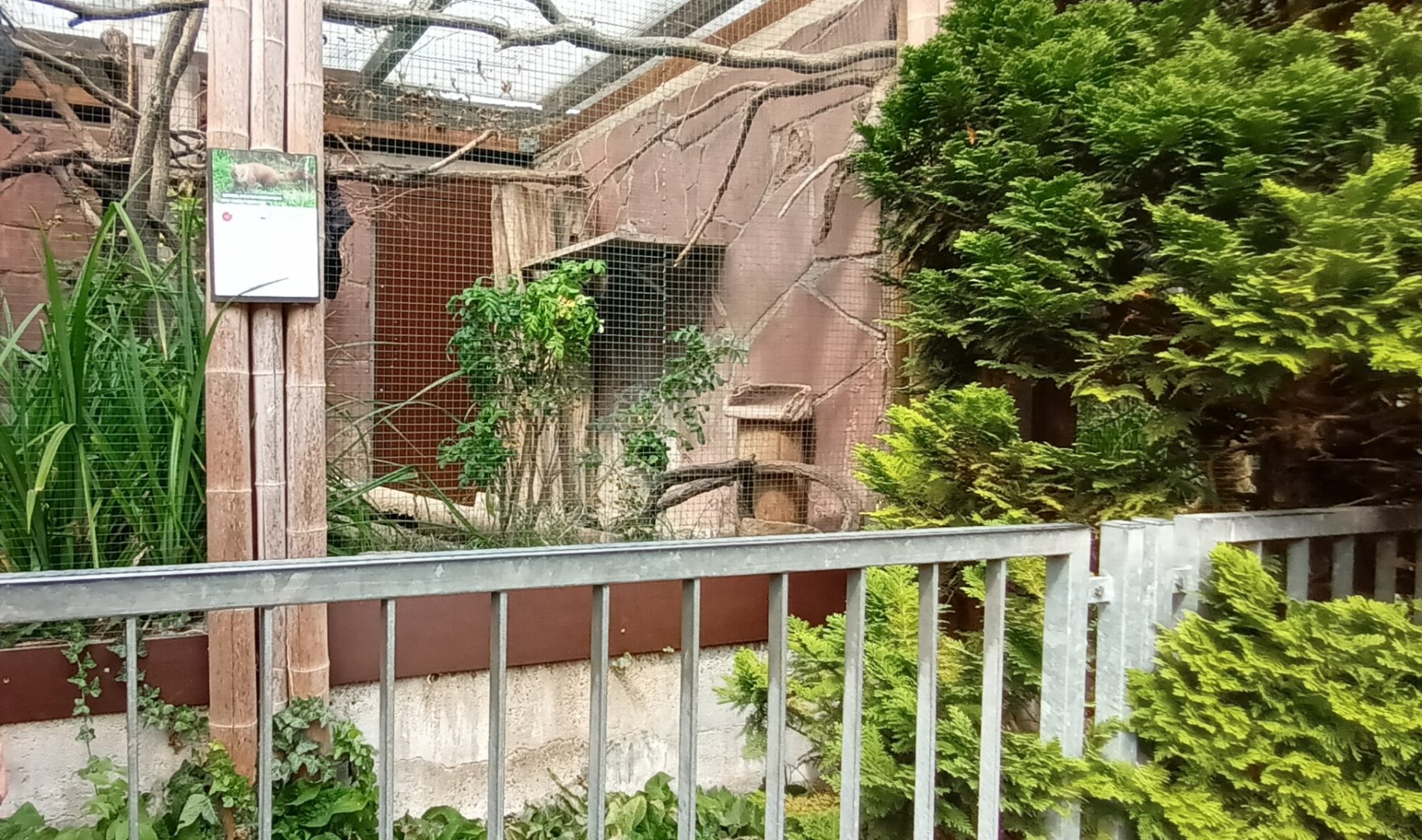 left part of Ring tailed Vontsira enclosure