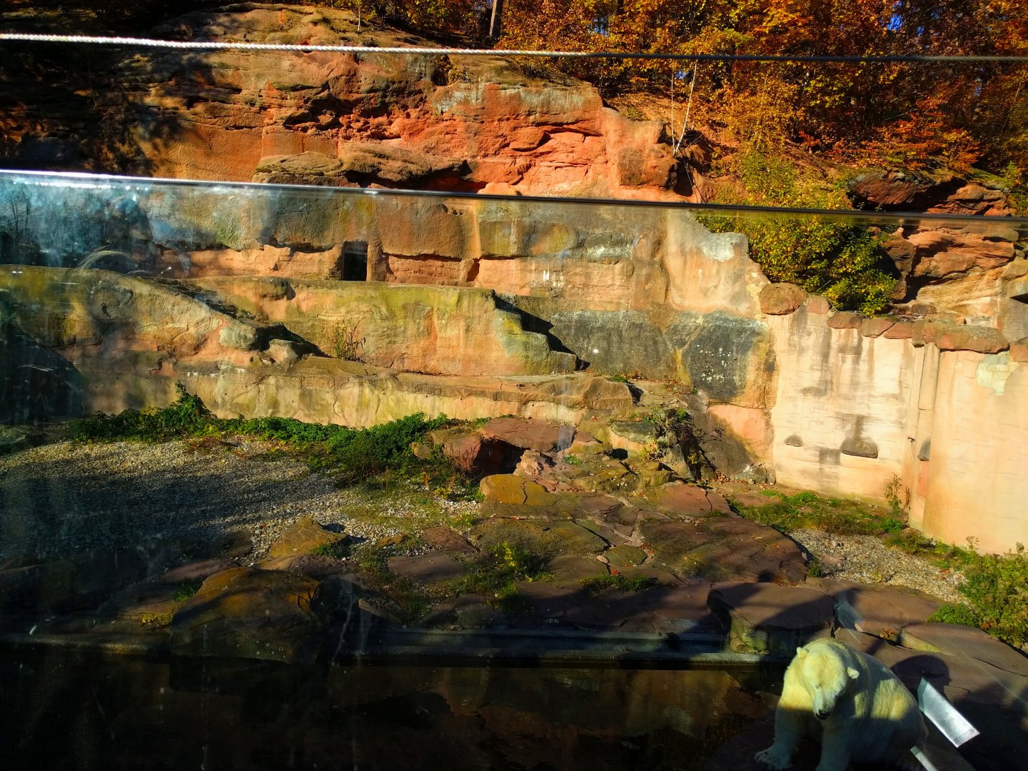 Left Polar Bear Enclosure