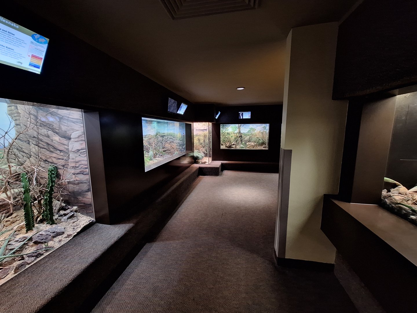 Left side front hall (Venomous snakes)