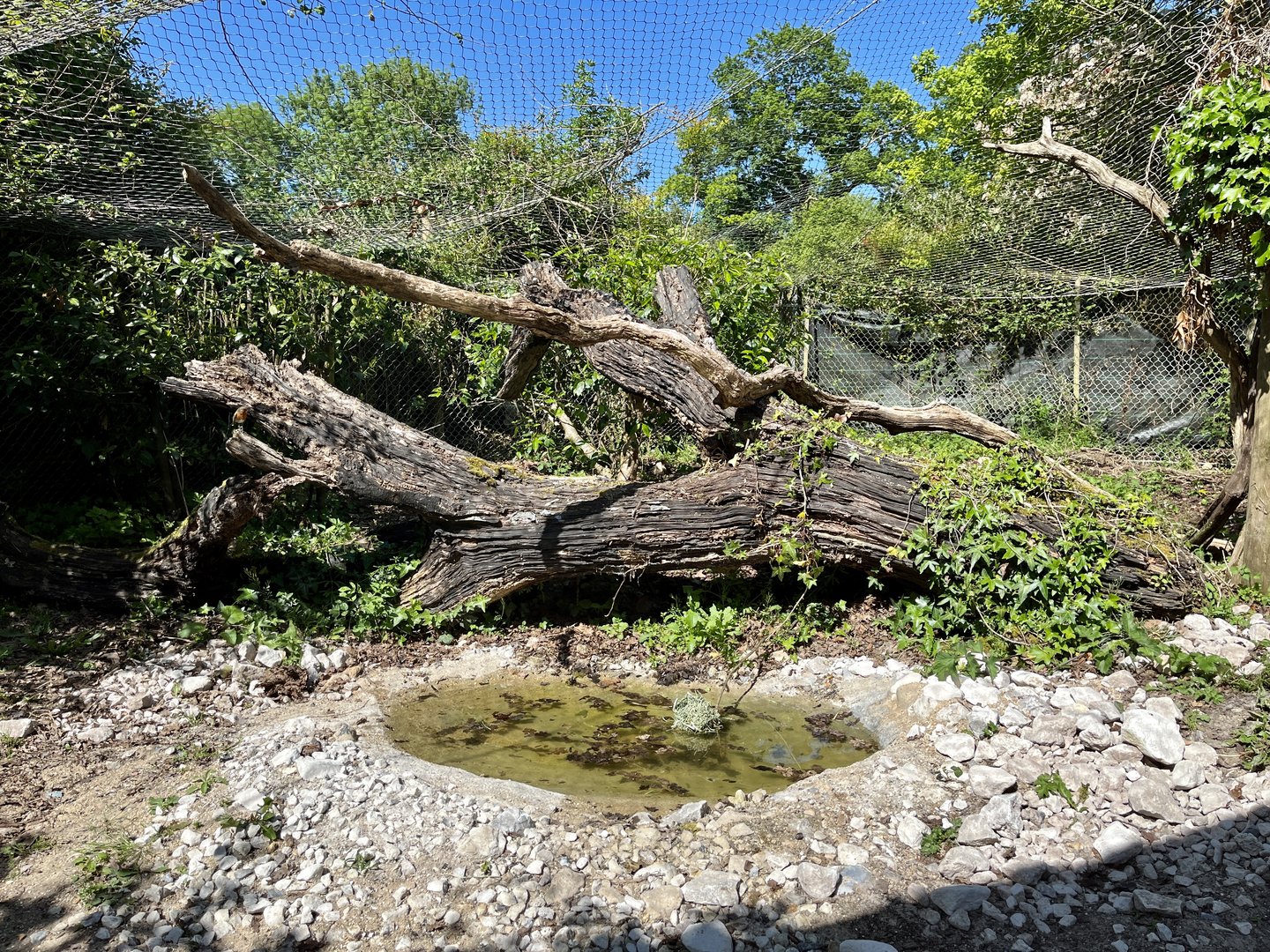 Left side of Caracara Exhibit