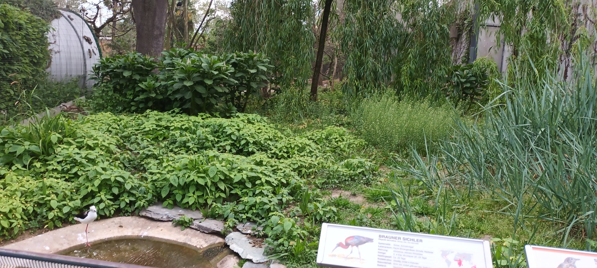 left side of European freeflight Aviary
