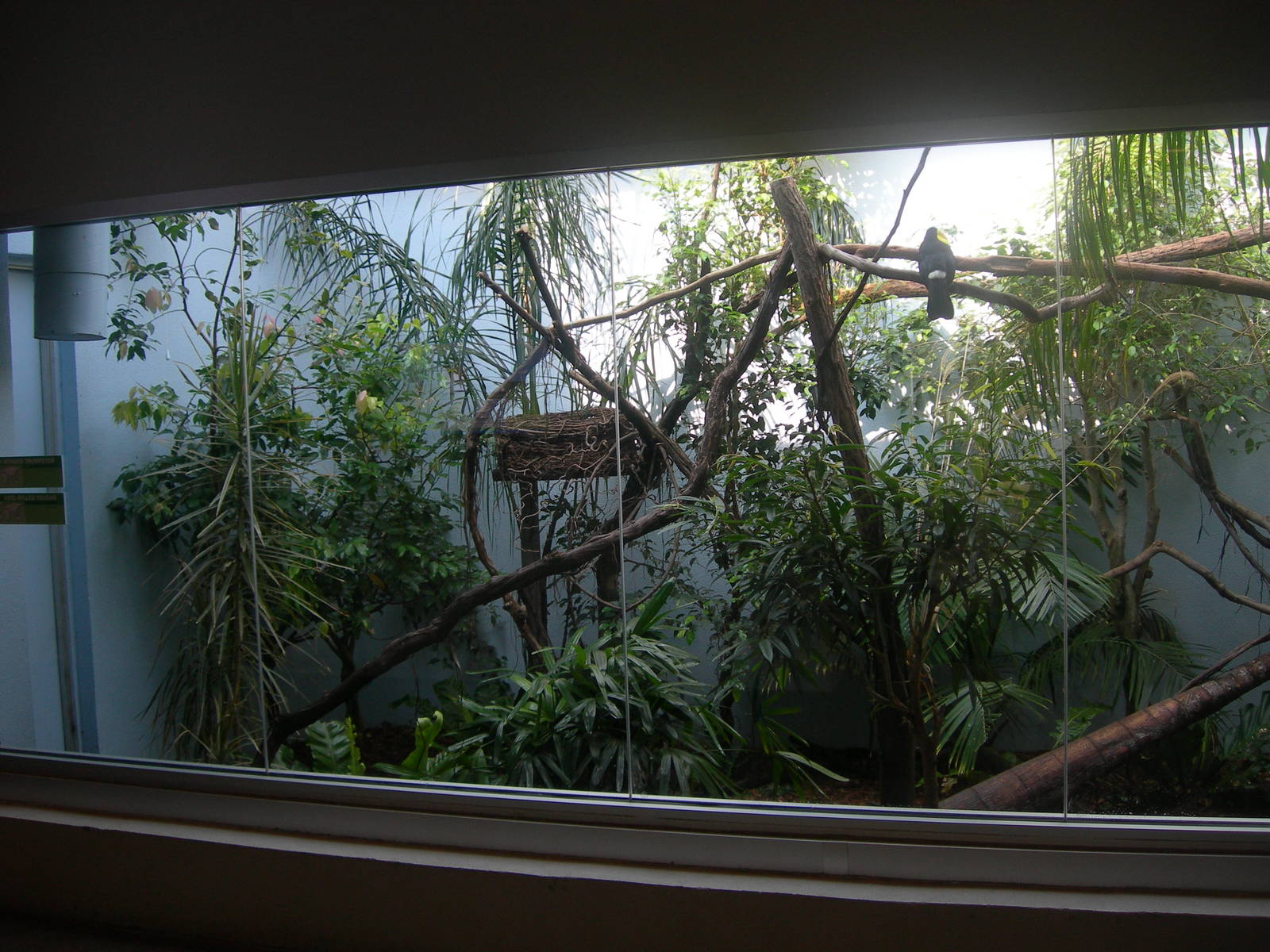 left side of Keel-Billed Toucan,Two-Toed Sloth &amp; Gray-Winged Trumpt