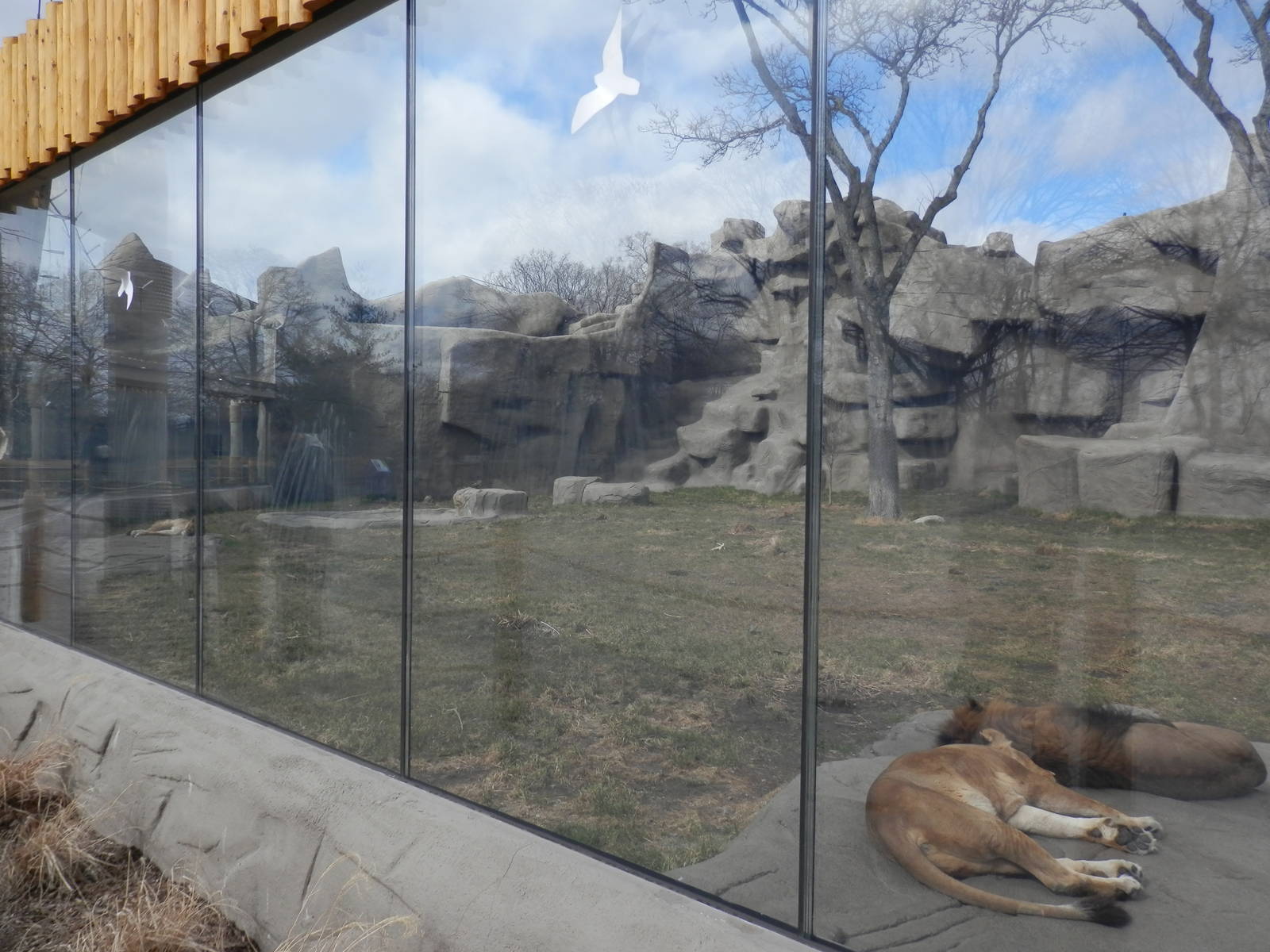 Left side of Lion exhibit
