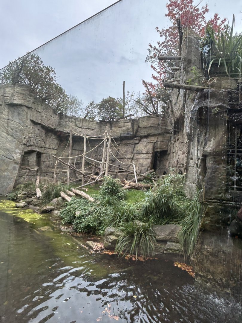 Left side of the island for mandrills or Colombian black spider monkeys