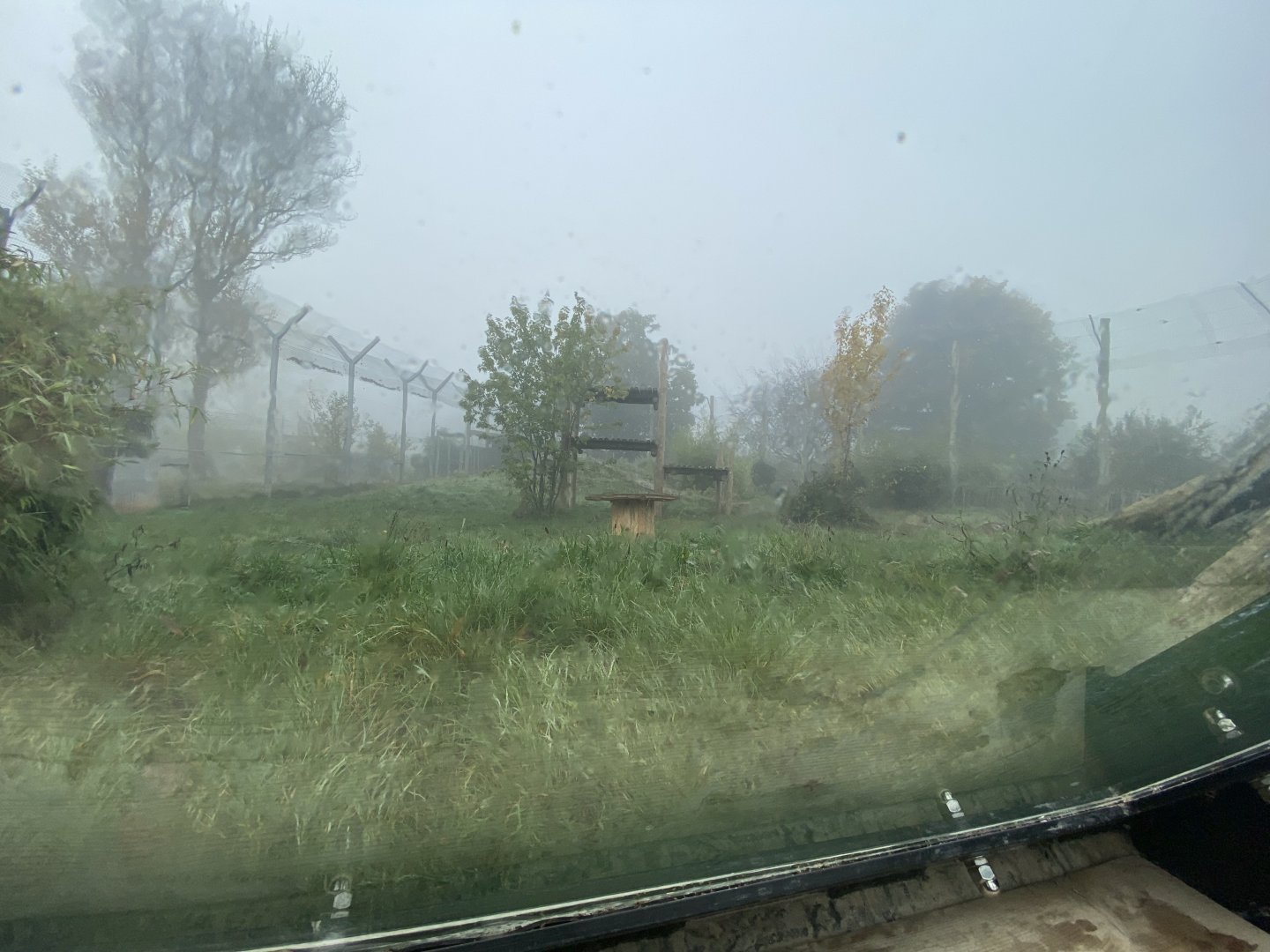 Left side view of Sumatran tiger enclosure form tunnel