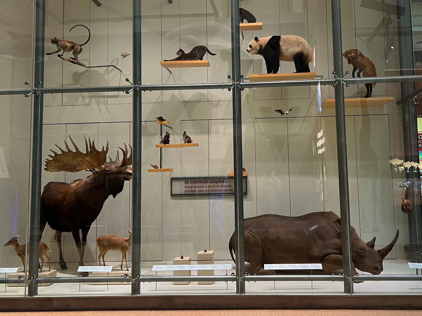 Left Side Wall Case Of Mammal Specimens
