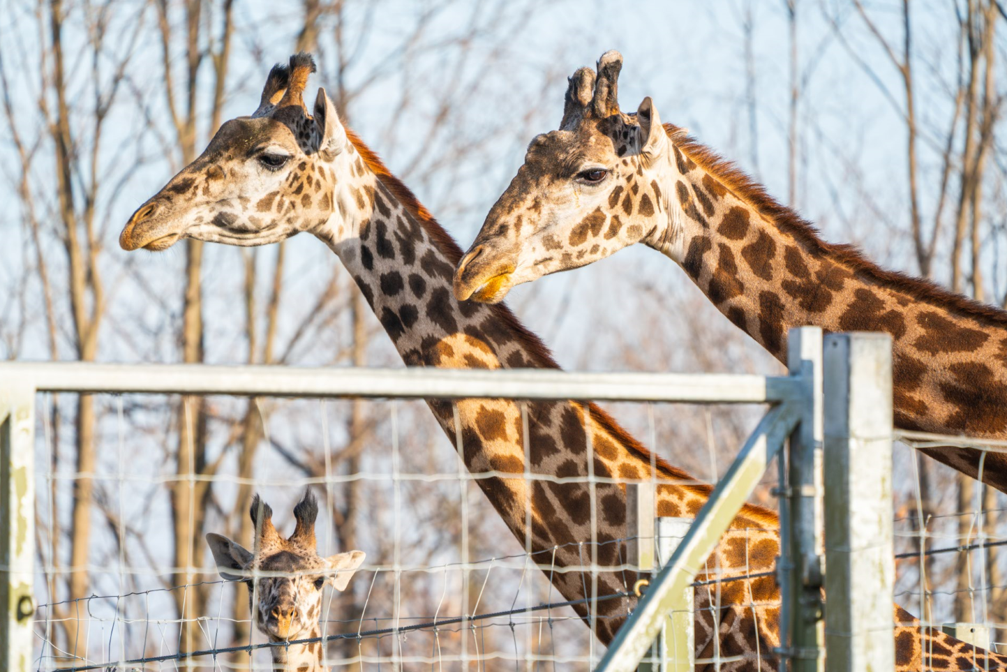 (left to right) Amani, Mstari & Kiko the Masai Giraffe family