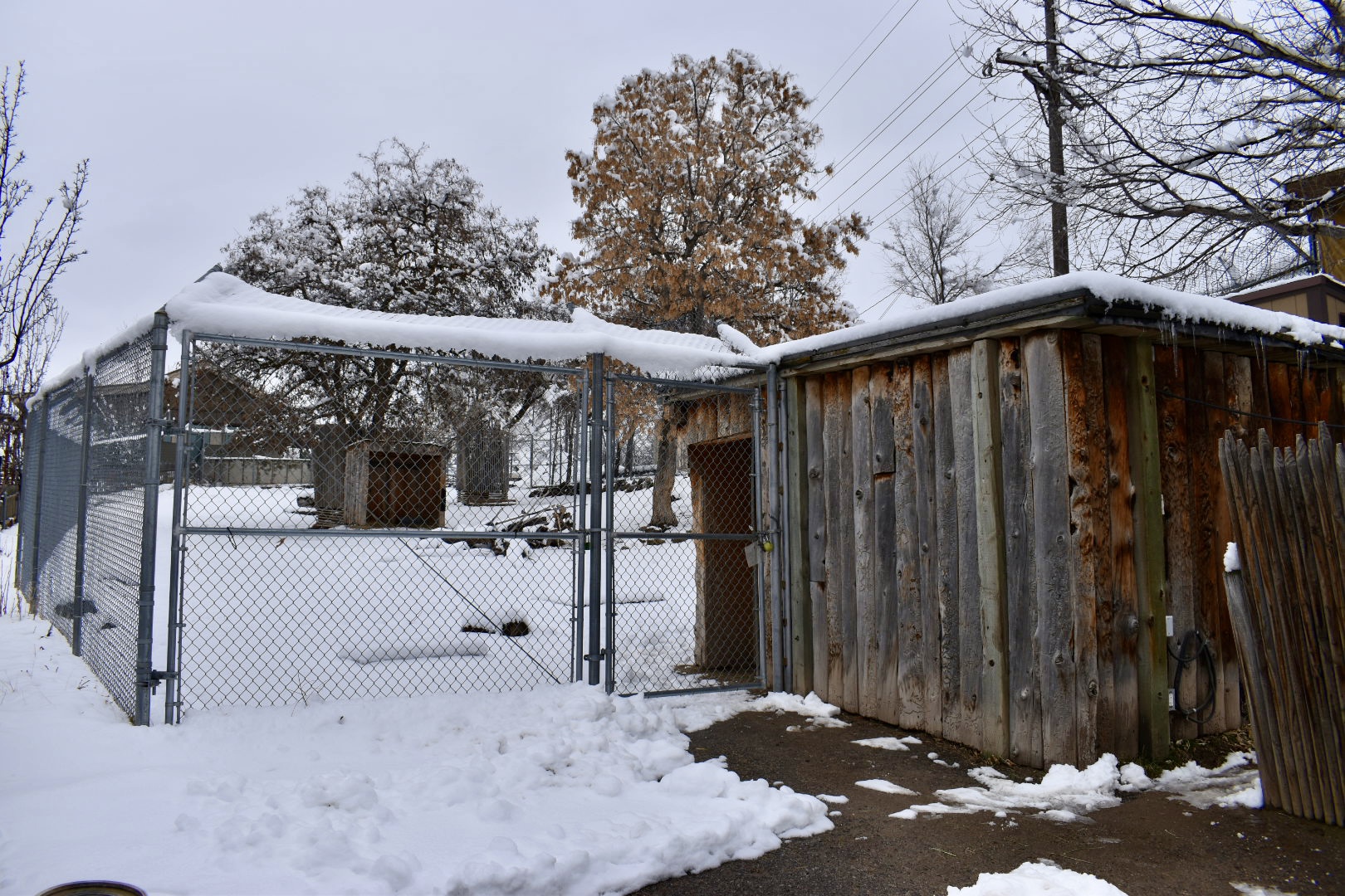 Left Yard - Markhor Exhibit - Asian Highlands