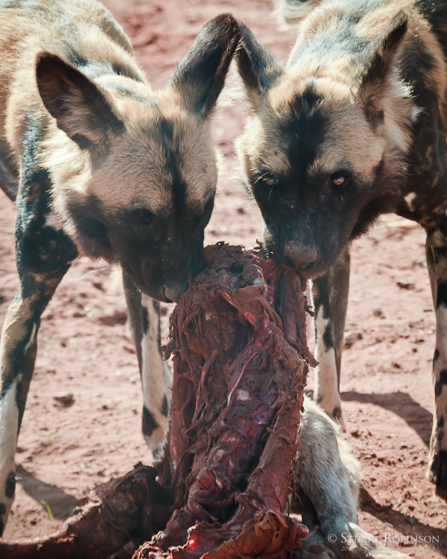 Leftovers - African Painted Dogs - 08/04/2011