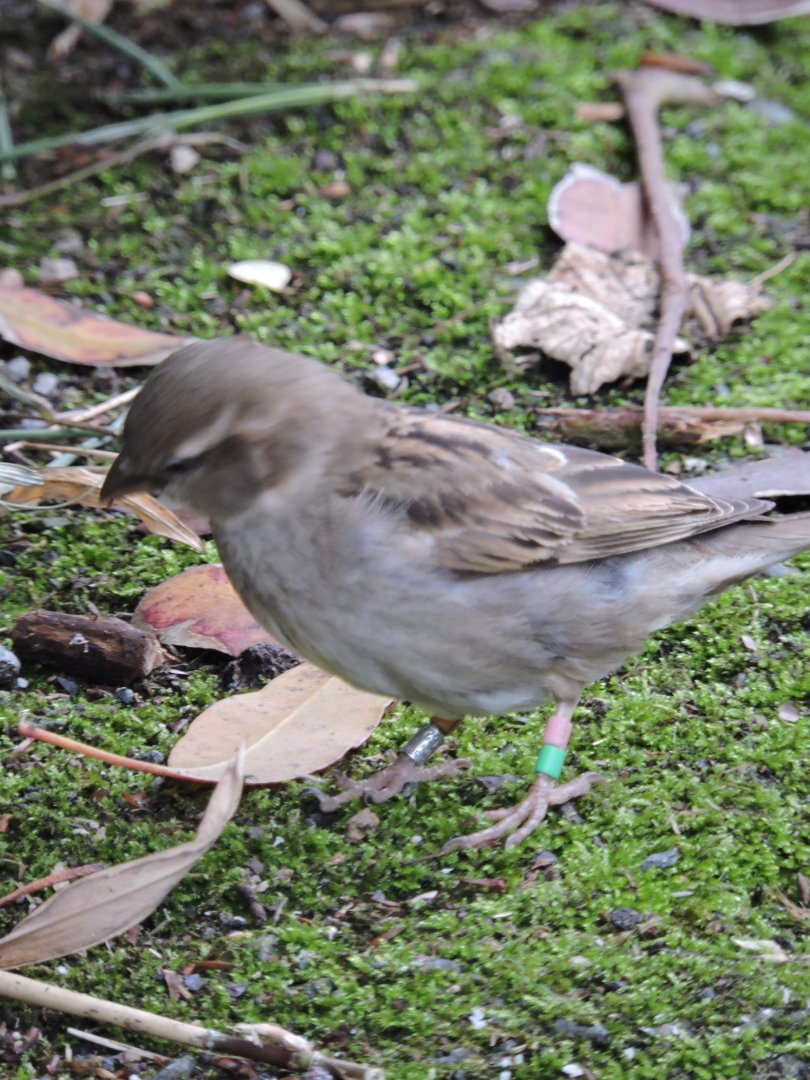 Leg Ringed Sparrow