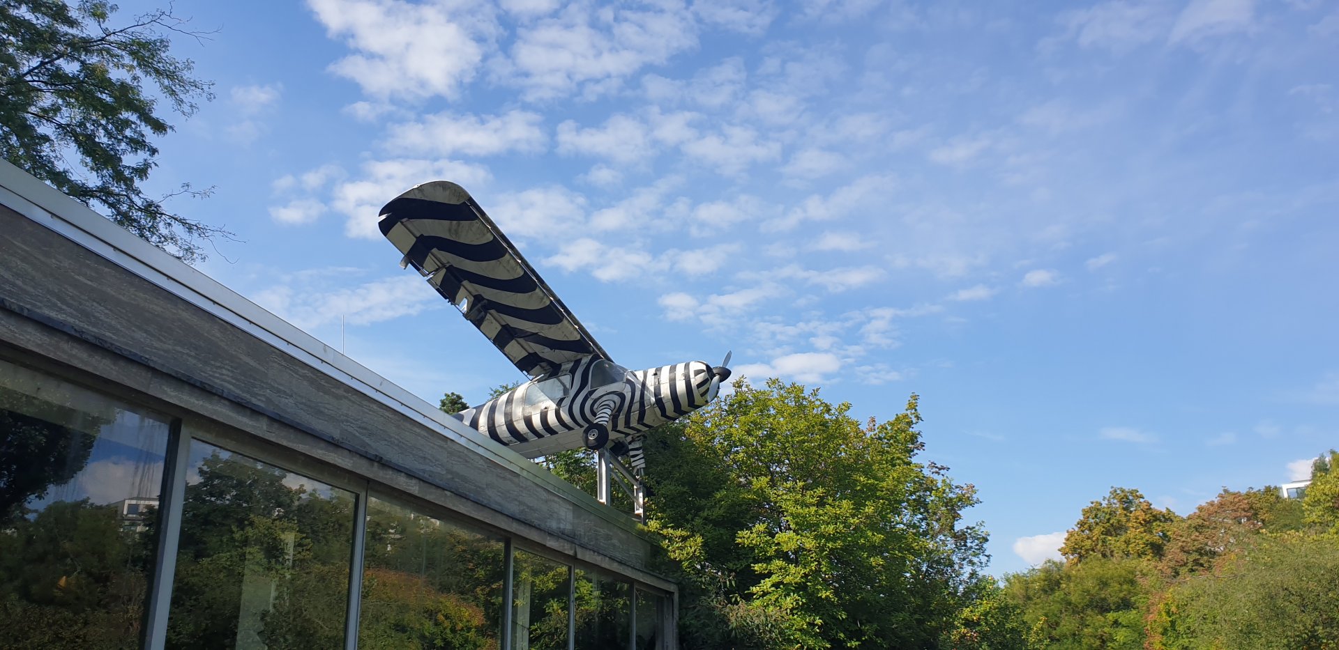 Legendary Zebra Plain