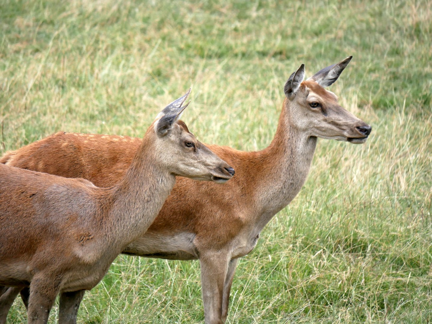 Legendia Parc - Comon red deer (Cervus elaphus hippelaphus)