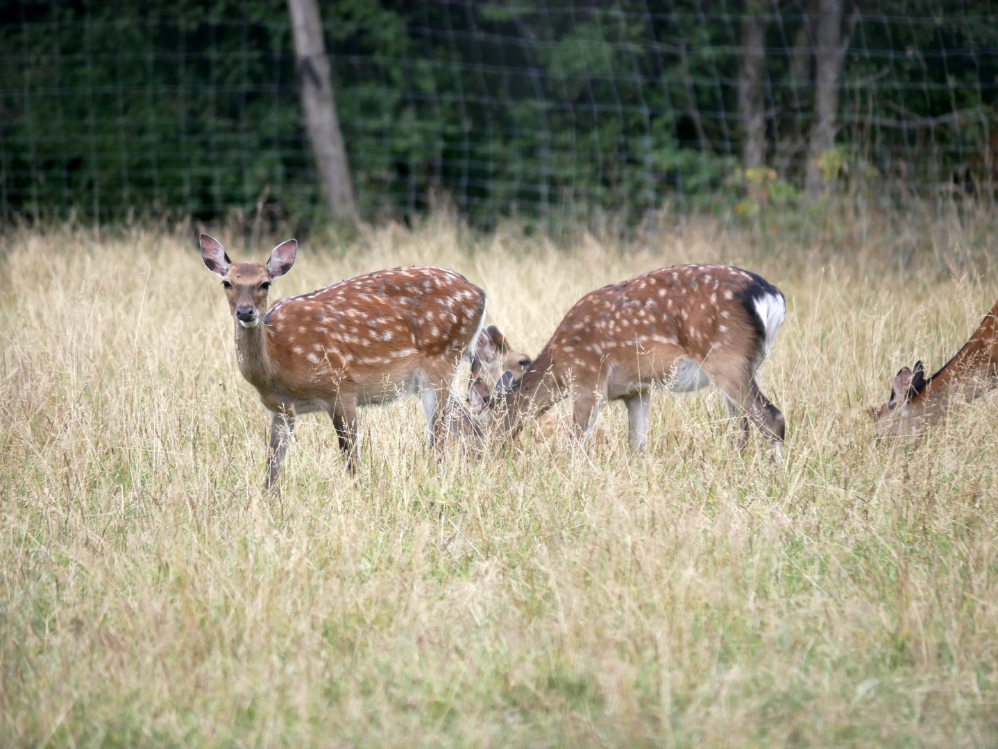 Legendia Parc - Japanese sika deer (Cervus nippon nippon)